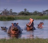 350 - HIPPOS AT SUNSET - RICE VERONICA - united kingdom